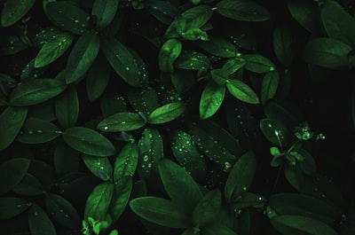 green-leafed植物壁纸
